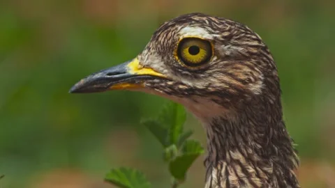 Close up of a spotted thick-knee bird's head during the morning in Africa Stock Footage 252294987