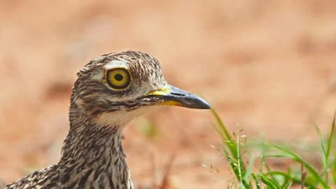 Close up of spotted thick-knee bird's head looking at the camera in Africa Vídeo Stock 252296487