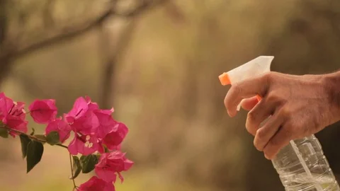 Close-up spray with spray bottle to pink flowers in the park Vidéo 123295417