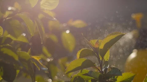 Close-up of a sprayer sprays a young tree in the country Vídeos de archivo 129185357