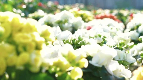 Close up of spraying flowers. Slowly Video stock 71019101