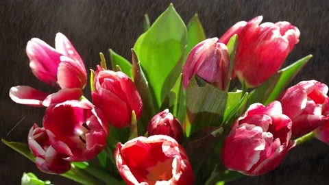 Close-up spraying water drops on red tulips petals in slow motion. Bouquet of Stock Footage 221863228