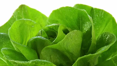 Close-up of spraying water on wet fresh lettuce leaves. Irrigation of plant in Stock Footage 164867946