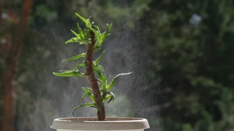 Close up spraying young sprouts home aloe flower from spray bottle. plant care. Video stock 305319617
