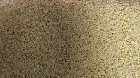 Close-up of Spreading Boiled Soybeans for Cooling in Tempeh Factory Stock Footage 331972219