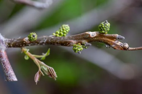 Close-up of sprig of walnut in early spring. Green buds and recently opened Stock Photos