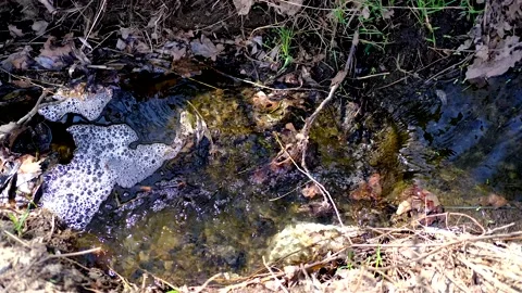 Close-up of spring babbling brook Video stock 218316643