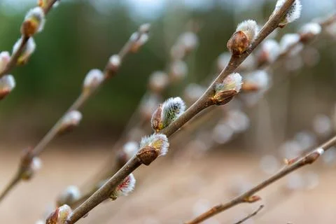Close up of spring background with gentle fluffy willows. Stock Photos