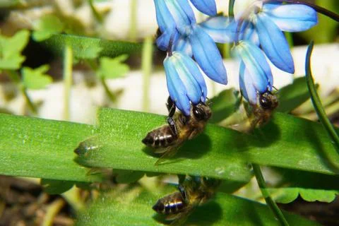 Close-up of spring bee Apis mellifera in inflorescence of cowslip Scilla Stock Photos