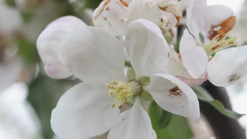 Close-up of a spring blooming apple tree flower Vídeos de archivo 193247414
