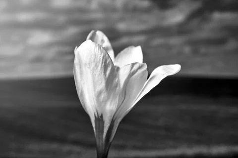 Close-up of a spring blooming crocus flower Stock Photos