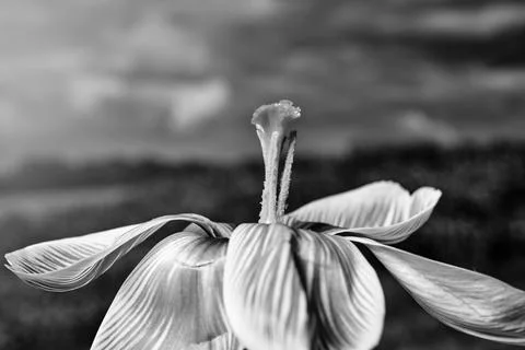 Close-up of a spring blooming crocus flower Stock Photos
