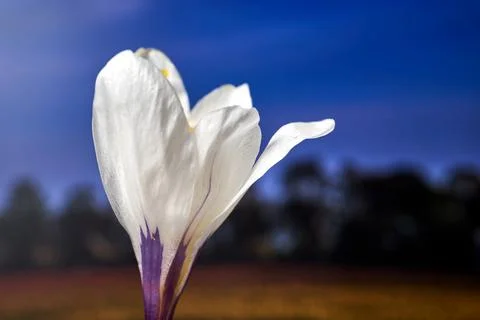 Close-up of a spring blooming crocus flower Stock Photos