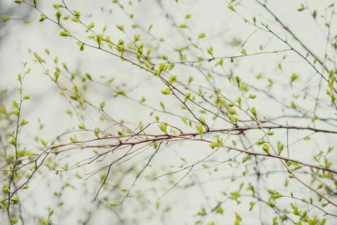 Close up spring blooming tree concept photo Stock Photos