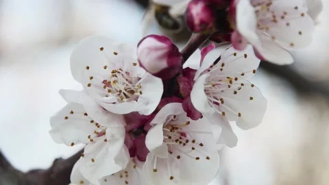 Close-up of spring blossoming apricot branch Vídeos de archivo 236809235