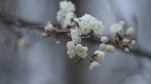 Close-up of spring blossoms and developing. Vídeo Stock 335539556