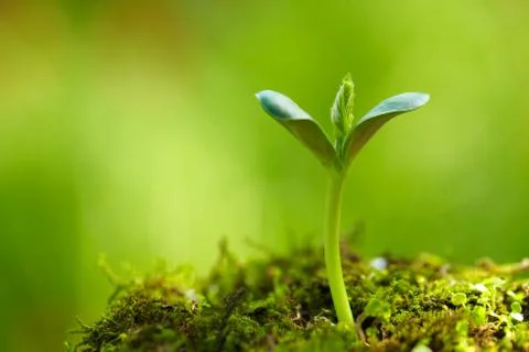 Close up of spring bud growing with copy space Stock Photos