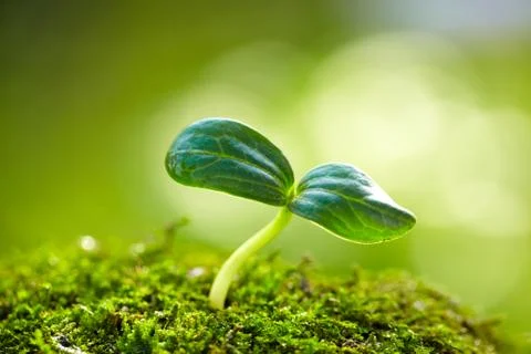 Close up of spring bud growing with copy space Stock Photos