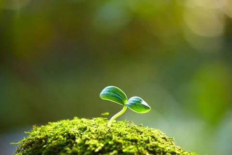 Close up of spring bud growing with copy space Stock Photos