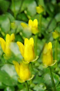 Close-up of spring buds of buttercups in reflection Stock Photos