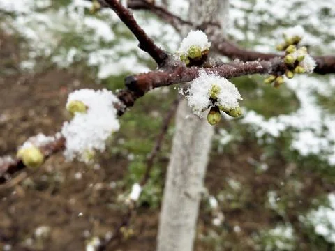 Close-up of spring buds on a tree branch covered with snow after unexpected Stock Photos