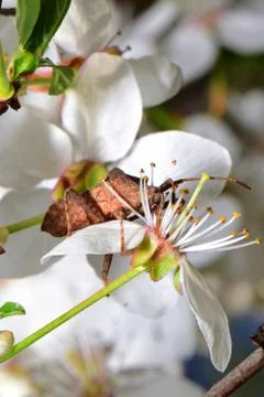 Close-up spring bug Anoplocerus elevates in cherry flowers Prunus cerasus Stock Photos