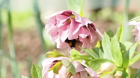 Close-up of a spring bumble bee pollinating a pink hellebore flower Video stock 331651338
