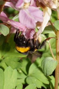 Close-up of spring bumblebee Bombus lucorum 库存照片