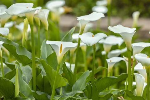 Close up, spring, calla lily park, white calla lily, calla lily, flowers Stock Photos