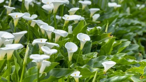 Close up, spring, calla lily park, white calla lily, calla lily, flowers Stock Photos