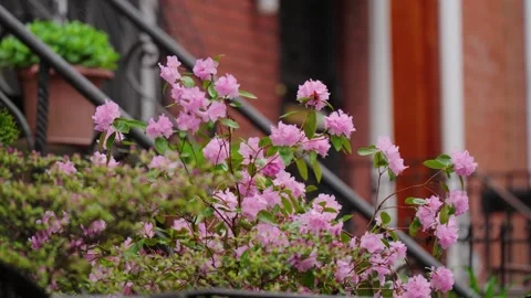 Close up spring cherry blossom bush on brooklyn street slow motion Stock Footage 299769361