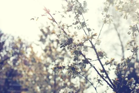 Close up of the spring cherry flowers, tree in the spring Stock Photos