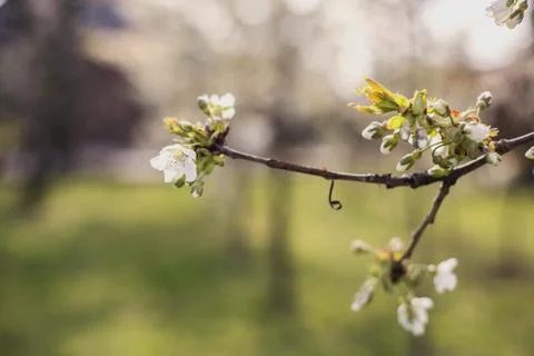 Close up of the spring cherry flowers, tree in the spring Stock Photos