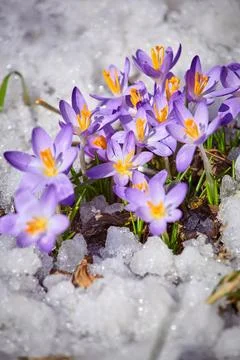 Close up spring crocus flower in the melting snow in the sun Stock Photos