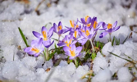 Close up spring crocus flower in the melting snow in the sun Fotos Stock