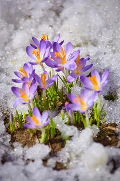 Close up spring crocus flower in the melting snow in the sun Stock Photos