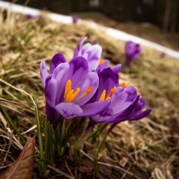 Close up spring crocus flowers with anthers blooming concept photo Stock Photos