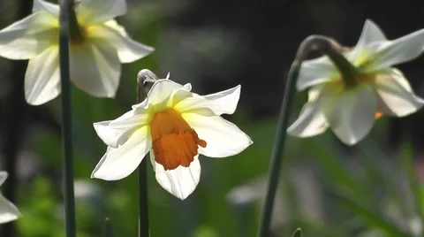 Close up spring Daffodil Flowers in Soft Spring Sunrise Light Video stock 50324995