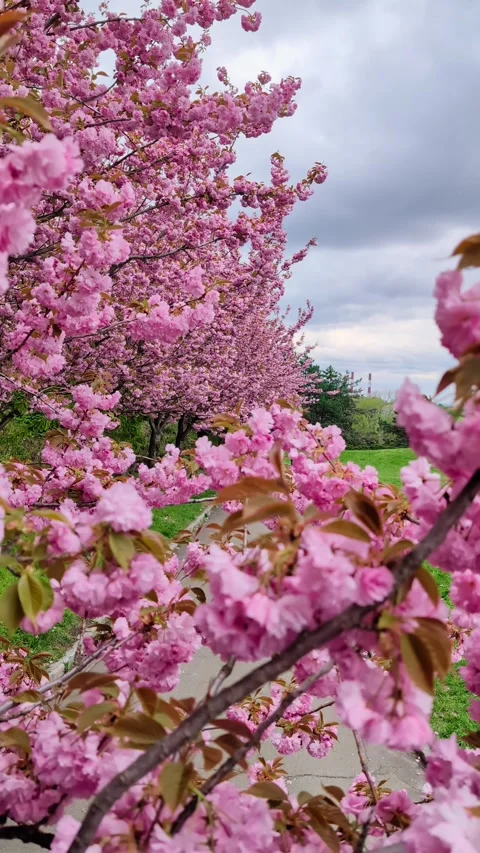 Close-up of a spring day's sakura blossoms. Vertical Video Stock-Footage 276427398