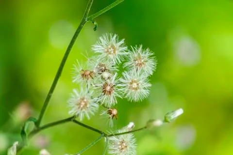 Close up of Spring Flower Stock Photos