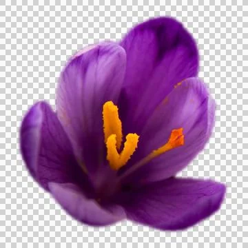 Close up spring flowering crocus with stigmas blooming isolated PNG photo Foto stock