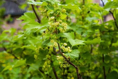 Close-up of spring flowering currant, selective focus on a blurred background 写真素材