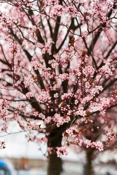 Close up of spring flowering pink cherry tree branches Stock Photos