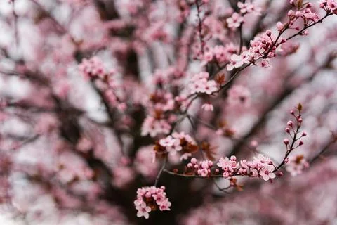 Close up of spring flowering pink cherry tree branches Stock Photos