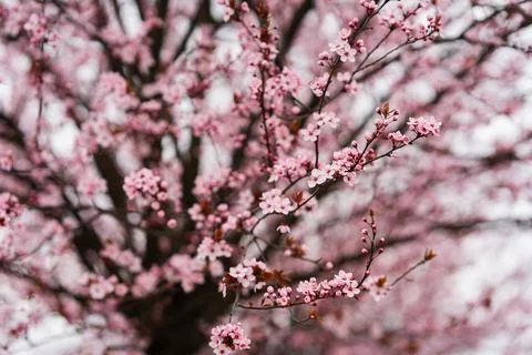 Close up of spring flowering pink cherry tree branches Stock Photos