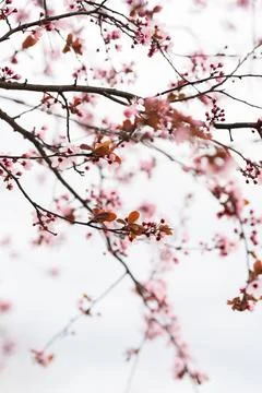 Close up of spring flowering pink cherry tree branches Stock Photos