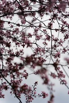 Close up of spring flowering pink cherry tree branches Stock Photos