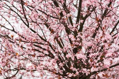 Close up of spring flowering pink cherry tree branches Stock-Fotos