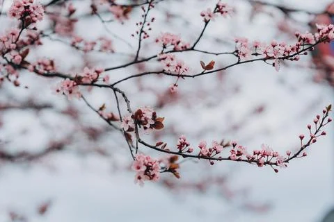Close up of spring flowering pink cherry tree branches Stock Photos