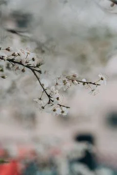 Close up of spring flowering white apple tree branch Stock Photos